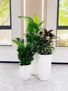 专业花木租摆，鄞州绿植租赁新选择